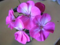 Лот: 1688581. Фото: 2. Пеларгония темнолистная "Черный... Комнатные растения и уход