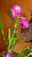Лот: 6431203. Фото: 2. орхидея дендробиум малиновый... Комнатные растения и уход