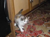 Лот: 668485. Фото: 3. милые котята ждут хозяев! Трехцветные... Растения и животные