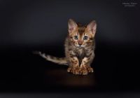 Лот: 8937871. Фото: 7. Продам кошечку (котенка ) бенгальской...