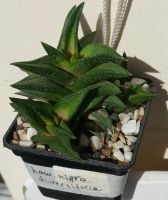 Лот: 11605260. Фото: 2. Хавортия nigra diversifolia. Комнатные растения и уход