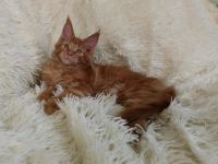 Лот: 10998421. Фото: 4. Котята. Красноярск