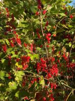 Лот: 25716446. Фото: 17. 2-комн. дача , садоводческое некоммерческое...