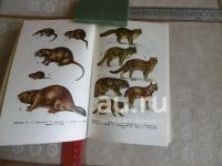 Лот: 24930920. Фото: 4. «Охрана охотничьих животных в... Красноярск