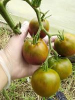 Лот: 15196782. Фото: 2. Томаты (помидоры), семена Сорт... Семена, рассада, садовые растения