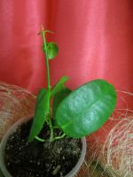 Лот: 4229976. Фото: 5. Хойя -Hoya Ariadna