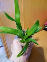 Лот: 11839260. Фото: 3. Орхидея Онцидиум желтая. Растения и животные