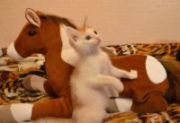 Лот: 3676408. Фото: 2. Три котенка для души:). Животные и уход