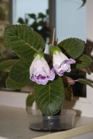 Лот: 4287522. Фото: 3. Глоксиния махровая (зацветает). Растения и животные