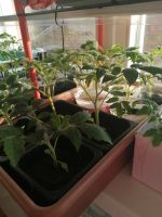 Лот: 15879734. Фото: 2. Излишки рассада помидор (томаты... Семена, рассада, садовые растения