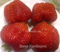 Лот: 5969684. Фото: 3. Рассада садовой земляники(клубники... Для дачи, дома, огорода, бани, парка