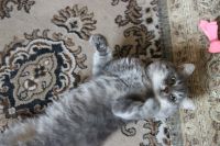 Лот: 8196022. Фото: 7. Котик британец в хорошие руки!