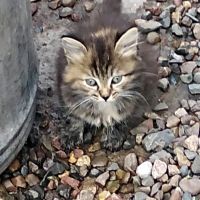 Лот: 11890364. Фото: 3. Отдам пушистых котят. Растения и животные