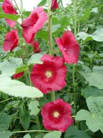 Лот: 11630164. Фото: 2. Мальва. Семена, рассада, садовые растения