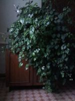 Лот: 8028707. Фото: 2. Комнатный виноград (Циссус). Комнатные растения и уход