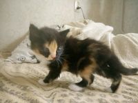 Лот: 10043890. Фото: 2. Отдам котят в добрые,хорошие руки. Животные и уход