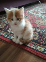 Лот: 11632843. Фото: 3. Котёнок ищет хозяев. Растения и животные