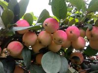 Лот: 16485020. Фото: 2. Наивкуснейшие ранетки "Красноярский... Продукты