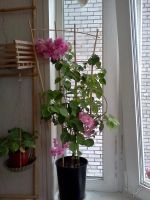 Лот: 5796305. Фото: 2. Бугенвиллея Double Pink взрослая... Комнатные растения и уход