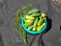 Лот: 1438901. Фото: 5. Вкуснейшие огурцы / огурчики...