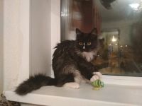Лот: 12746492. Фото: 3. Кот полушотландец. Растения и животные