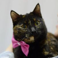 Лот: 6780826. Фото: 5. Ласковая кошечка в хорошие руки