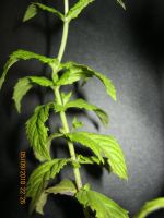 Лот: 11542168. Фото: 2. мята - ваниль. Семена, рассада, садовые растения