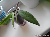 Лот: 7584002. Фото: 3. хойя ((Hoya finlaysonii). Растения и животные