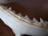 Лот: 4013380. Фото: 2. Челюсти акулы. Охота