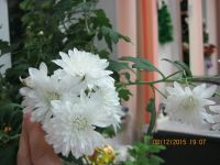 Лот: 6585654. Фото: 2. хризантема белая 4. Комнатные растения и уход