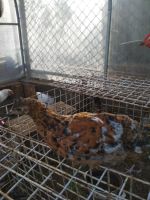 Лот: 9835589. Фото: 4. цыплята помесные. Красноярск