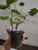 Лот: 25798824. Фото: 2. Герань пеларгония сорт Gypsy rosebud. Комнатные растения и уход