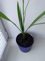 Лот: 19183524. Фото: 3. 🌴Пальма финиковая🌴. Растения и животные