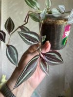 Лот: 11778059. Фото: 3. Традесканция 3. Растения и животные