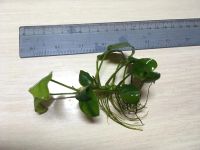 Лот: 11020233. Фото: 6. Анубиас Бартери (Anubias barteri...