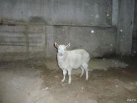 Лот: 9443382. Фото: 4. Продам производственное помещение... Красноярск