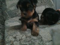 Лот: 7769453. Фото: 4. Йоркширский терьер. Красноярск