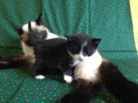 Лот: 8035167. Фото: 4. Отдам милых котят. Красноярск