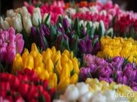 Лот: 13318496. Фото: 9. Крупные тюльпаны оптом. Прямая...