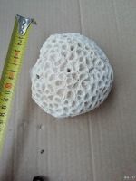 Лот: 14086881. Фото: 4. Натуральный коралл в аквариум. Красноярск