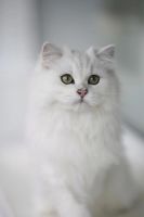 Лот: 10626100. Фото: 2. Британский длинношёрстный кот... Животные и уход