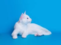Лот: 5975837. Фото: 2. Котенок породы Гигантская Афродита. Животные и уход