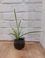 Лот: 19264954. Фото: 3. Хлорофитум. Отросток. Растения и животные