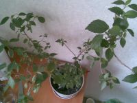 Лот: 4512344. Фото: 2. акалифа взрослая. Комнатные растения и уход