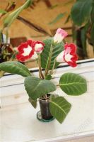 Лот: 2900649. Фото: 3. Глоксиния 48 (цветущее растение... Растения и животные