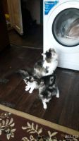 Лот: 12828490. Фото: 2. Котята Одадим бесплатно. Животные и уход