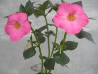 Лот: 3124003. Фото: 2. Ахименес 'Vie en Rose'. Комнатные растения и уход