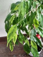 Лот: 12105352. Фото: 4. Фикус бенджамина Ficus benjamina... Красноярск