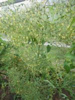 Лот: 5531253. Фото: 2. Рассада томатов черри - Карамель... Семена, рассада, садовые растения