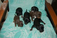 Лот: 6099322. Фото: 6. Щенята той-терьера "крошечки"